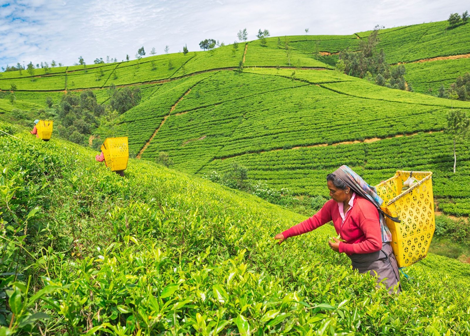 NuwaraEliya